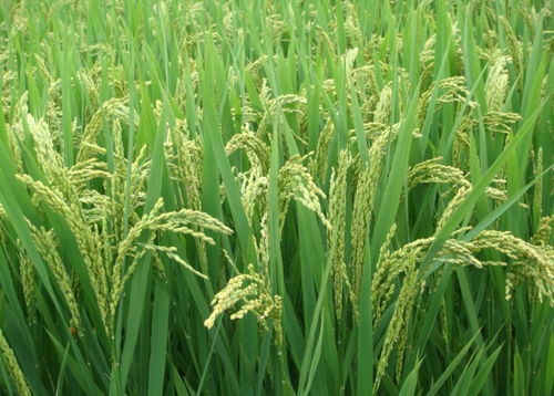 2017年如何防范低温对水稻生长的影响 收藏备用