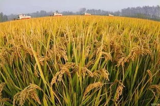 一斤粮比不过一斤水 这是对农民的不公 在稻米价格方面,越来越多的专家建议参考韩国 日本,而非澳洲 美国 加拿大